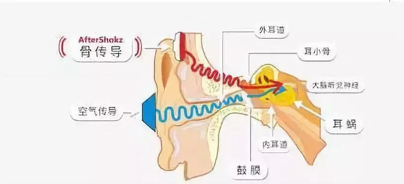 骨传导耳机为什么那么火？它的工作原理是啥？