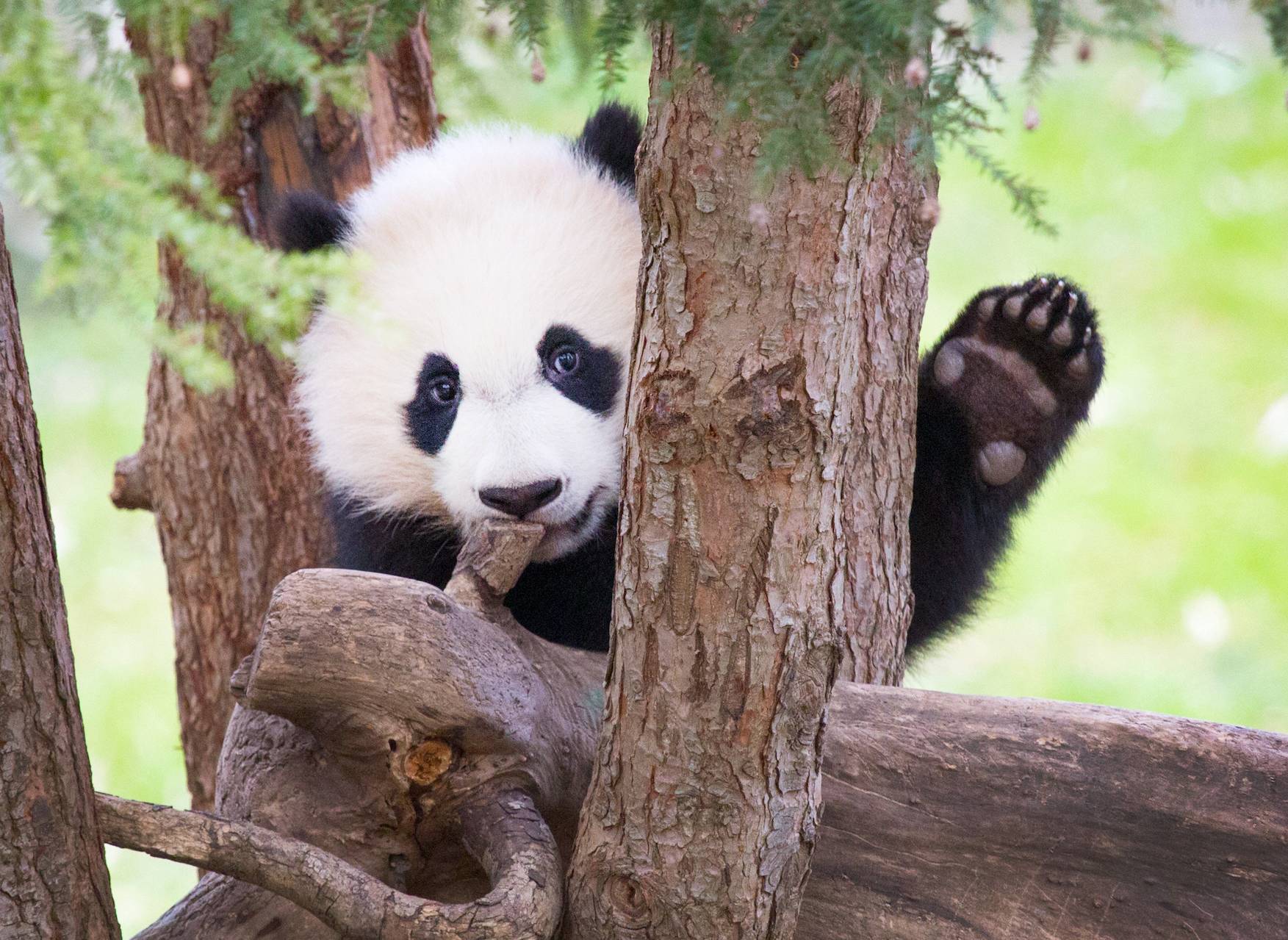 明明是食肉动物，却吃了几百万年竹子，大熊猫到底图个啥？