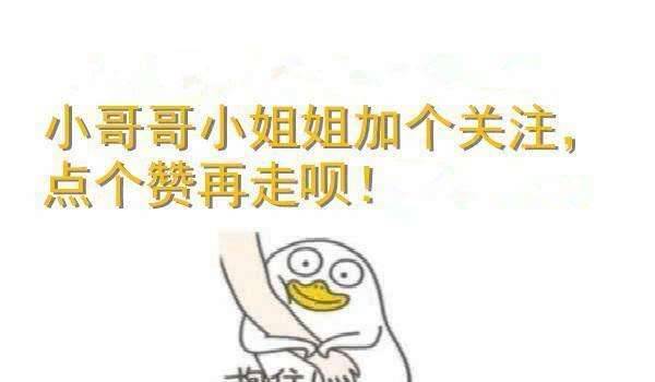 5种最适合上班族饲养的狗狗——养宠推荐