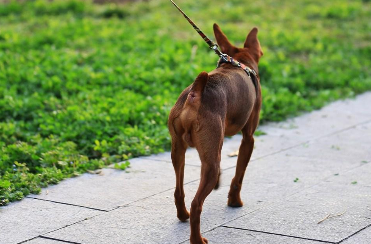 平时不常见的小鹿犬，经常被人误解，其实是很优秀的存在