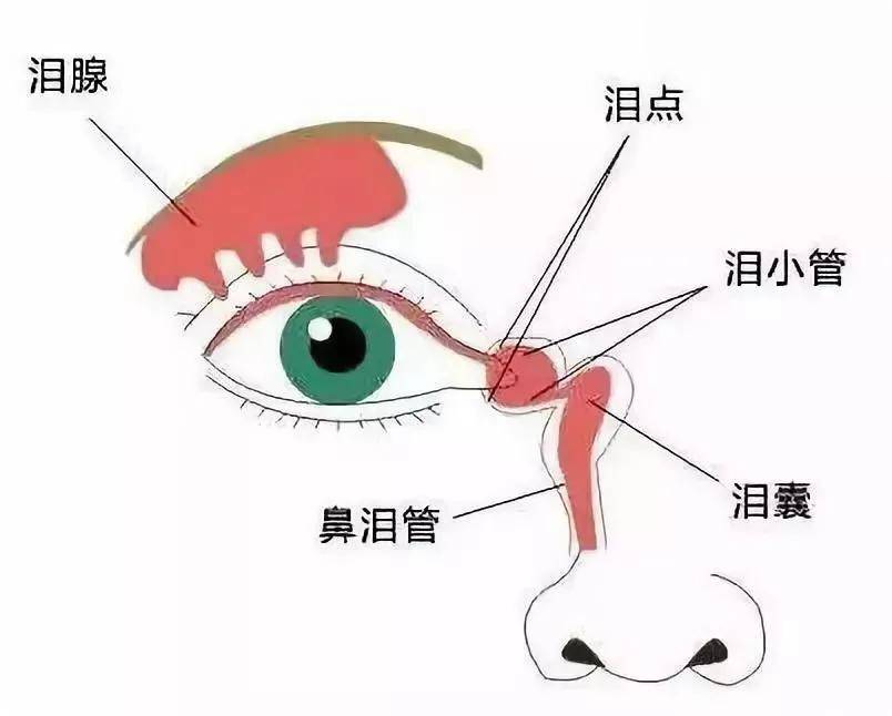 眼睛总流泪，不能大意