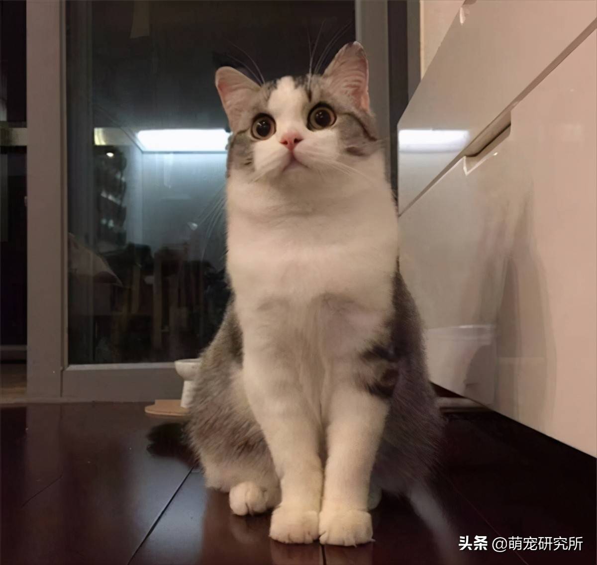 现在有哪些好养又不贵的猫？推荐一下