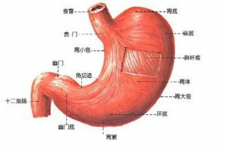 吐奶和溢奶的区别，当吐奶时我们应该怎么做