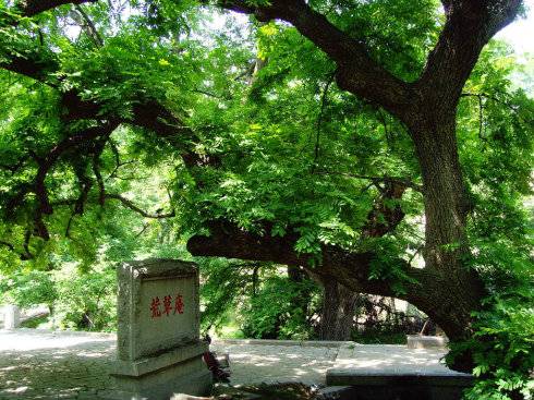 植物知道风水，竹子护宅，香椿辟邪……