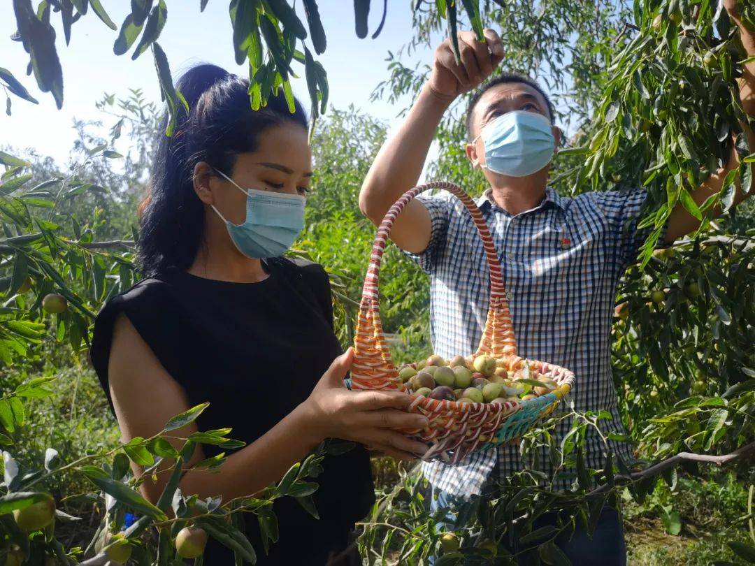 若羌：金秋时节枣飘香农民丰收笑开颜