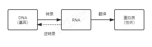 核酸和生命