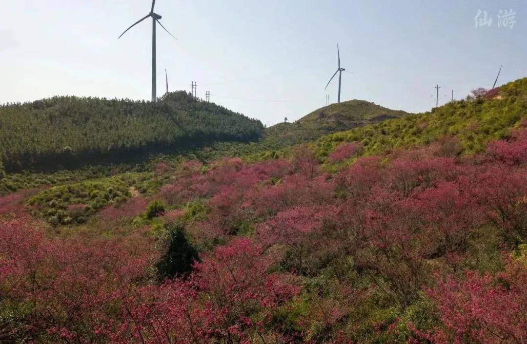 走，踏春！莆田那些正当时的赏花胜地……