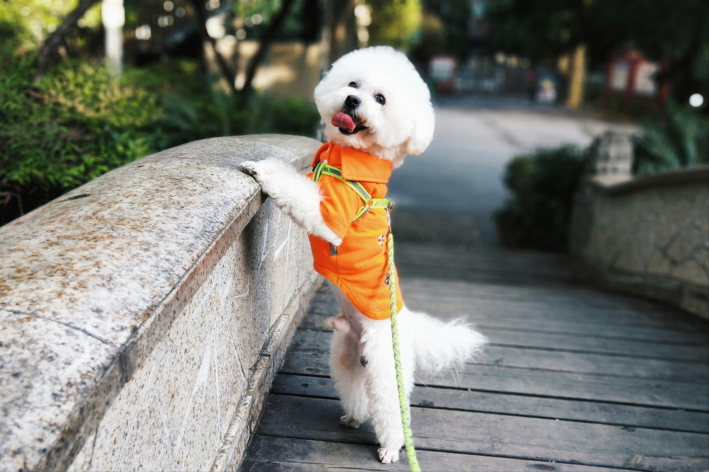 给狗狗断尾太残忍？其实有这些好处的
