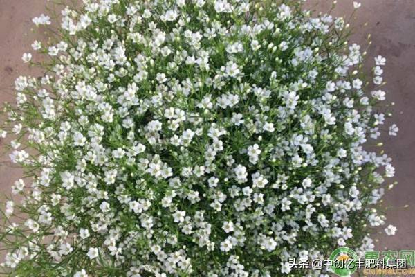 满天星种子种植方法