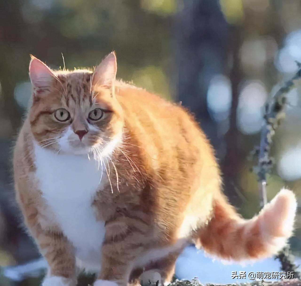 现在有哪些好养又不贵的猫？推荐一下