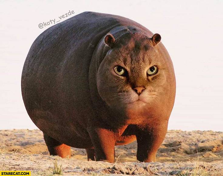 2021成猫猫粮排行榜品牌介绍