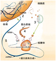 核酸和生命