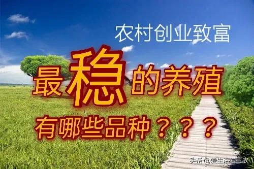 推荐五个养殖比较稳的品种，虽然很普通但是真的赚钱，请收藏