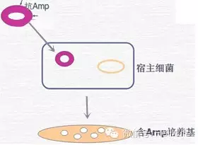 分子构建不会做？看这篇就够了