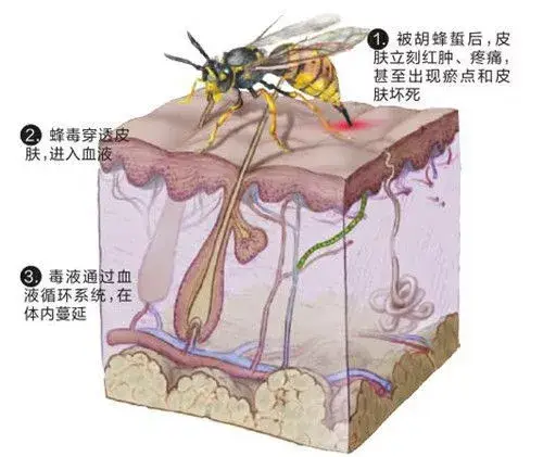 “蜂”拥而至→→→“蜂”平浪静