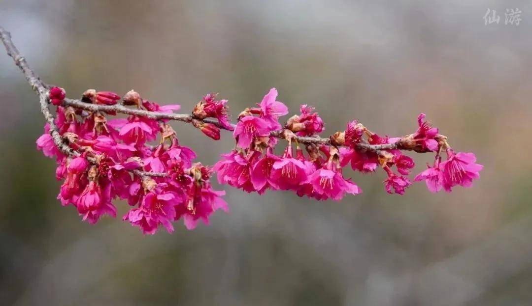 走，踏春！莆田那些正当时的赏花胜地……