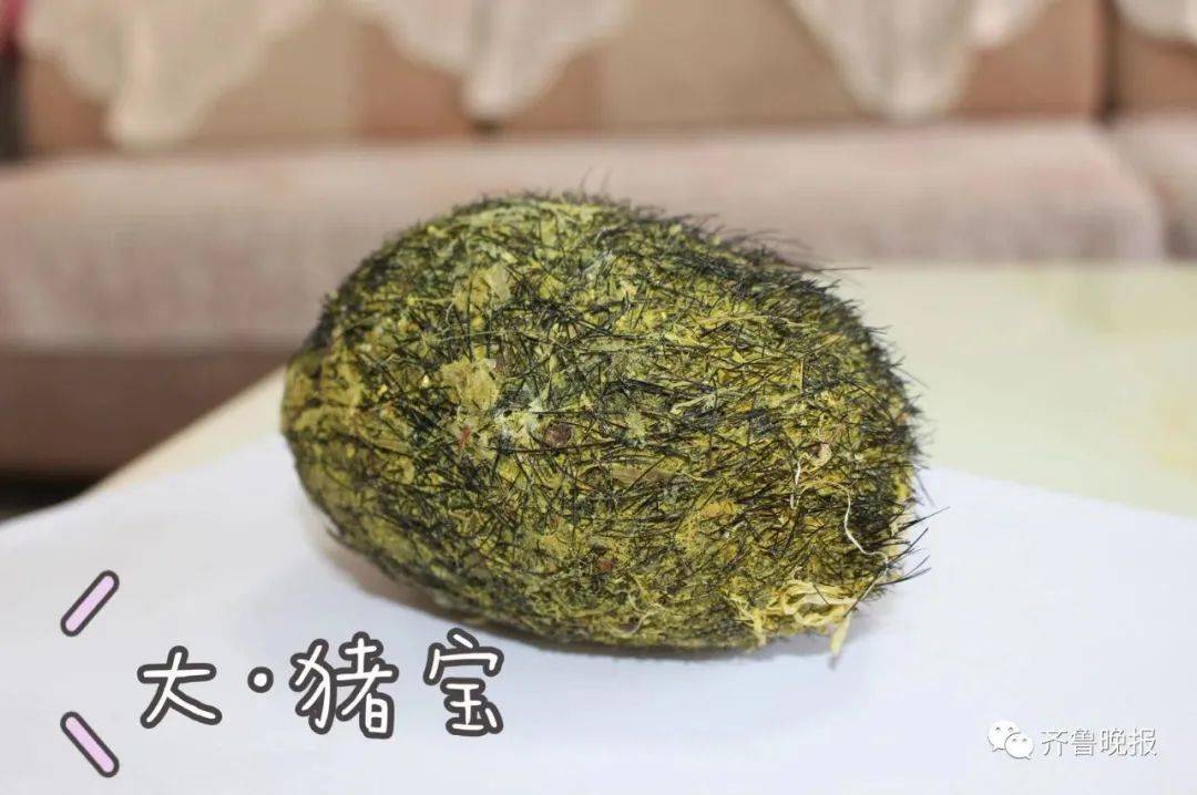 山东一村民意外获得大“猪宝”！重达420克…有人光鉴定就花了4万