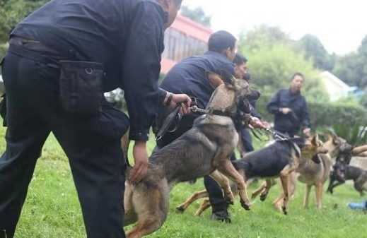 河北一市就禁养犬标准征求意见 牛头梗、蒙古细犬……看看拟禁养的狗狗有哪些