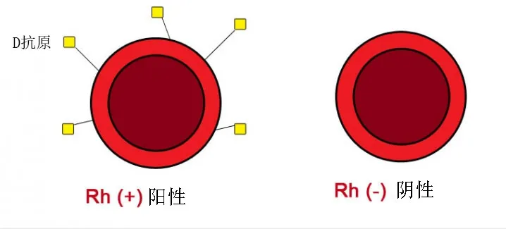 Rh血型系统探秘之旅（一）——“熊猫血”到底是什么？