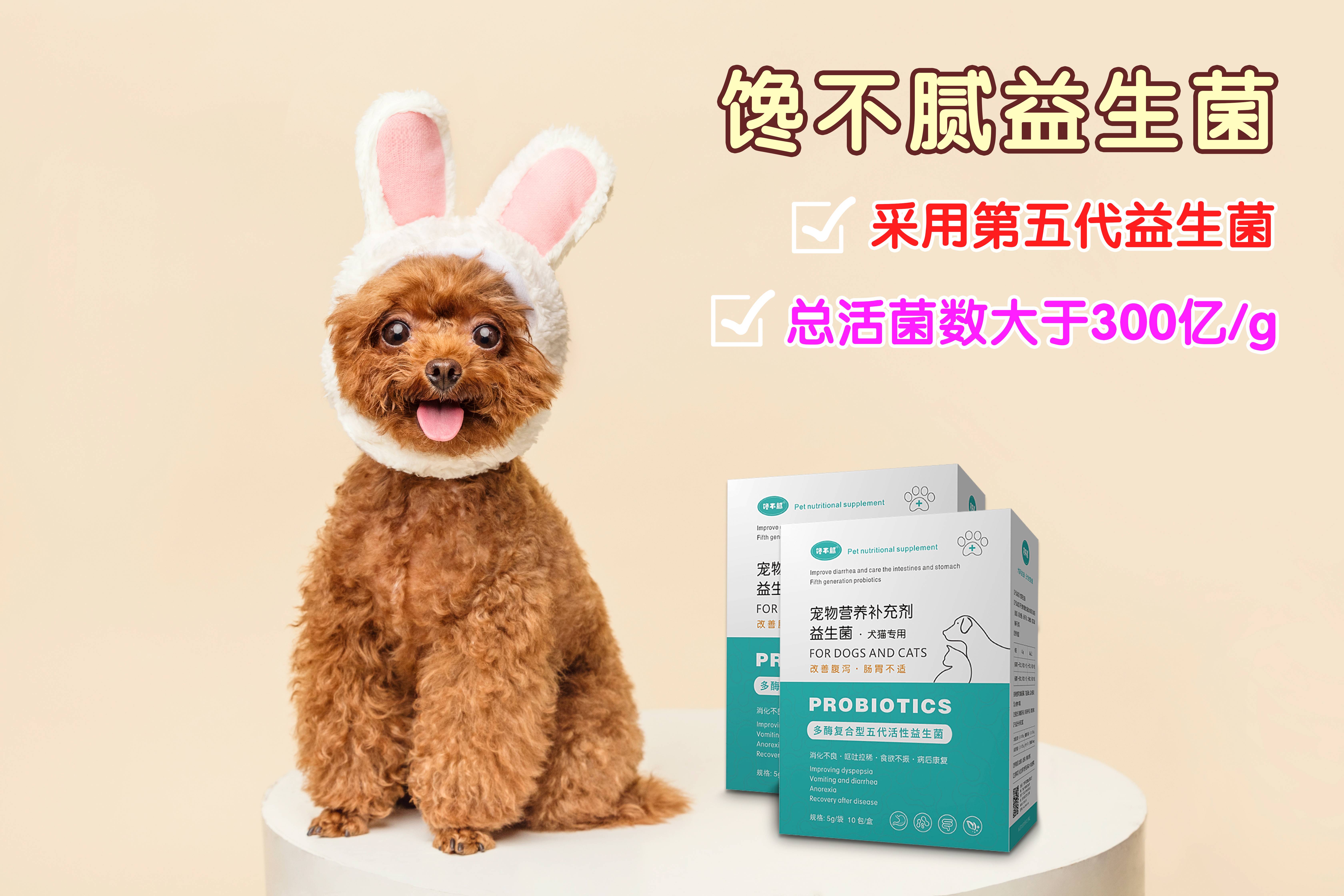 泰迪犬如何饲养？看这篇文章就够了