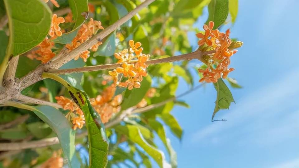 「小苏厨房」桂花美食大合集，吃过才不负这飘香的秋天