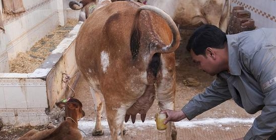 印度“牛粪饼”一盒卖30元，想开拓中国市场，预言中国人会抢购