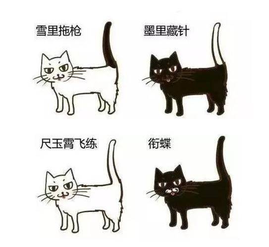 古代猫奴有多拼？你看看人家陆游！