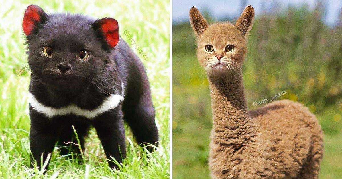 2021成猫猫粮排行榜品牌介绍