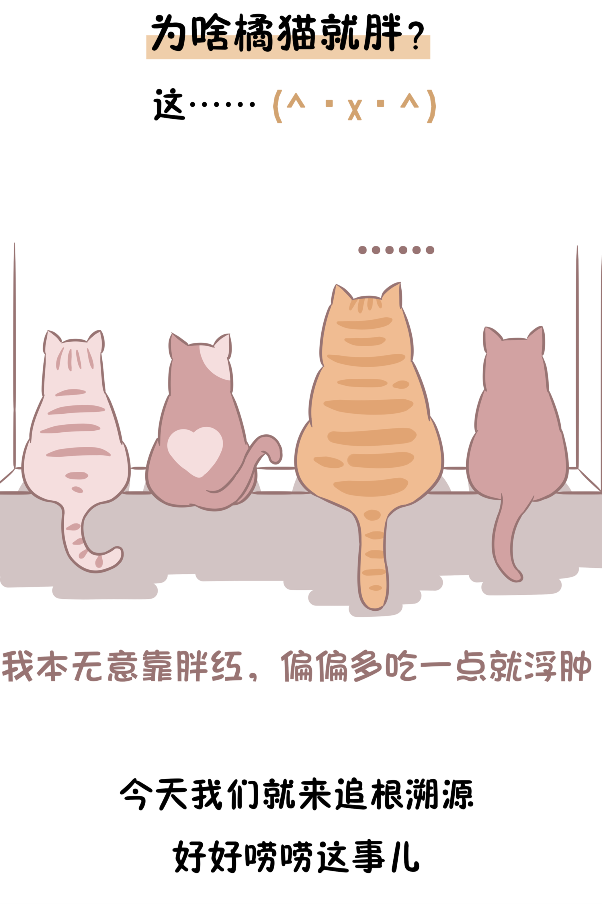 业内人士解密：橘猫为什么“十橘九胖”？