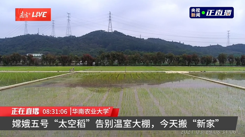 嫦娥五号“太空稻”告别温室大棚，今日移栽试验田