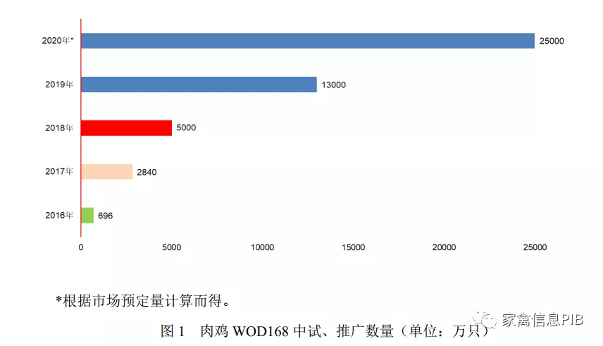 小白鸡三国争霸：817 VS 小优鸡VS 益生909，谁才是“战斗鸡”？