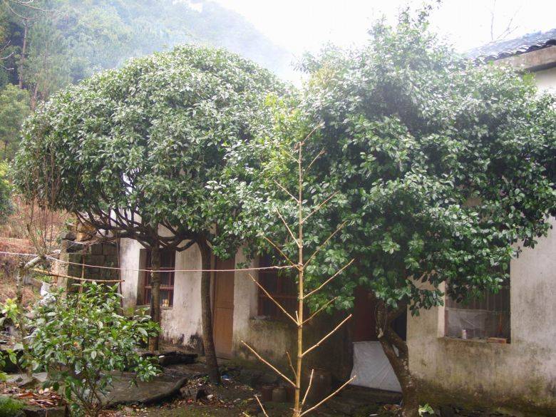 植物知道风水，竹子护宅，香椿辟邪……