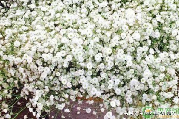 满天星种子种植方法