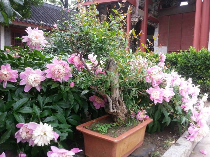 植物知道风水，竹子护宅，香椿辟邪……