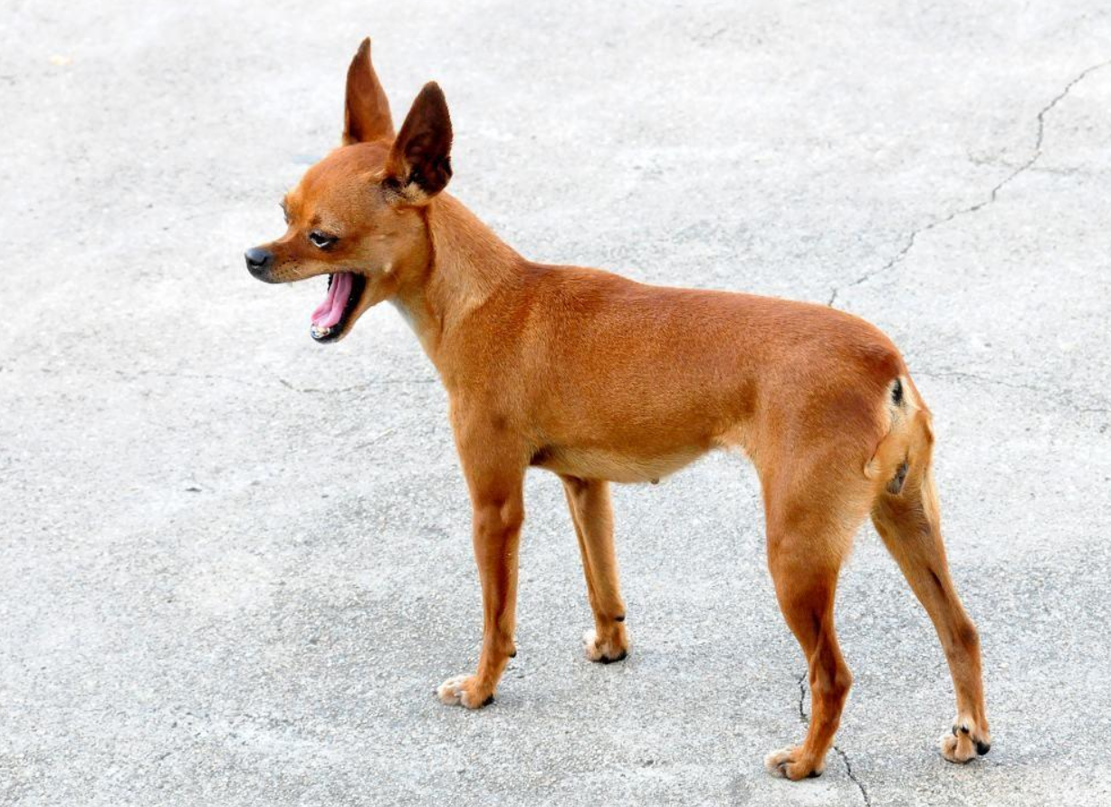 平时不常见的小鹿犬，经常被人误解，其实是很优秀的存在