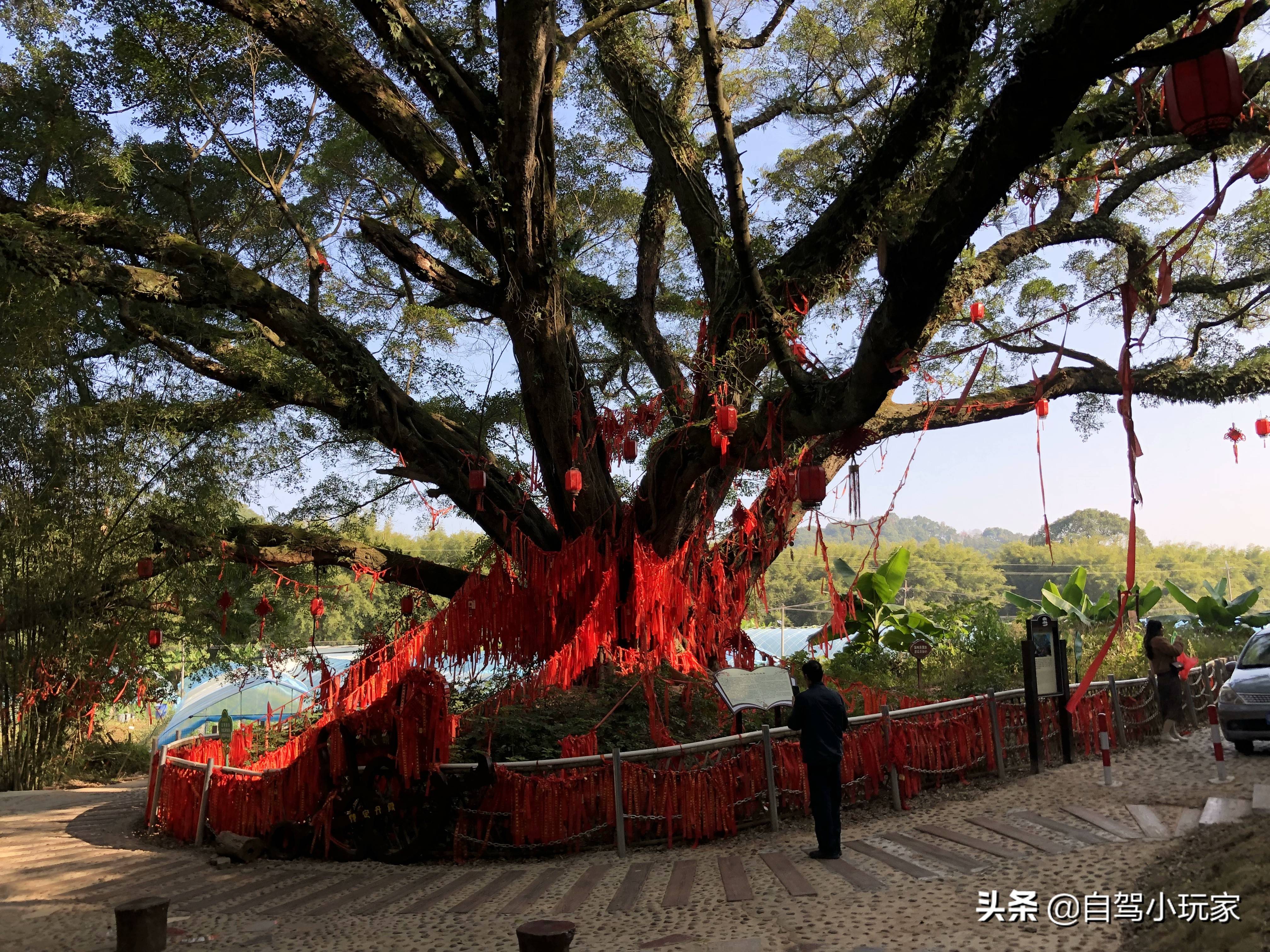 沿途20多个景点，全部免费！广东这条绝美的自驾路线，不容错过