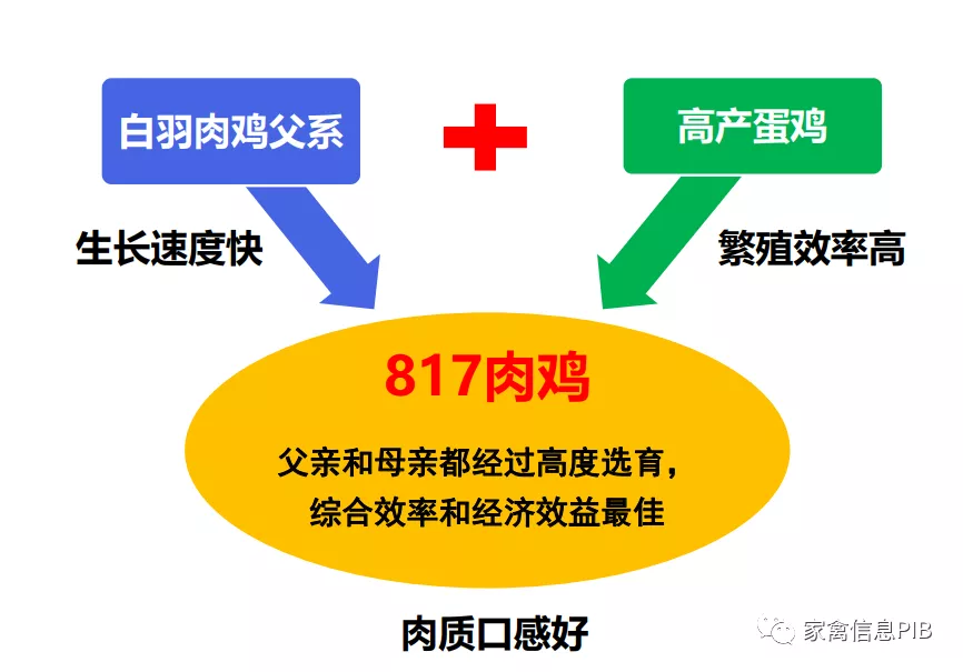 小白鸡三国争霸：817 VS 小优鸡VS 益生909，谁才是“战斗鸡”？