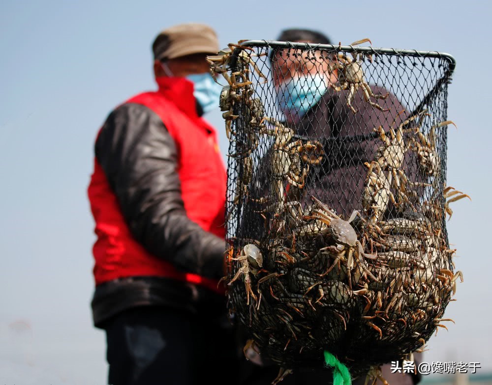 螃蟹为什么都要捆起来？难道真是为了增重？海鲜老板：一看就外行