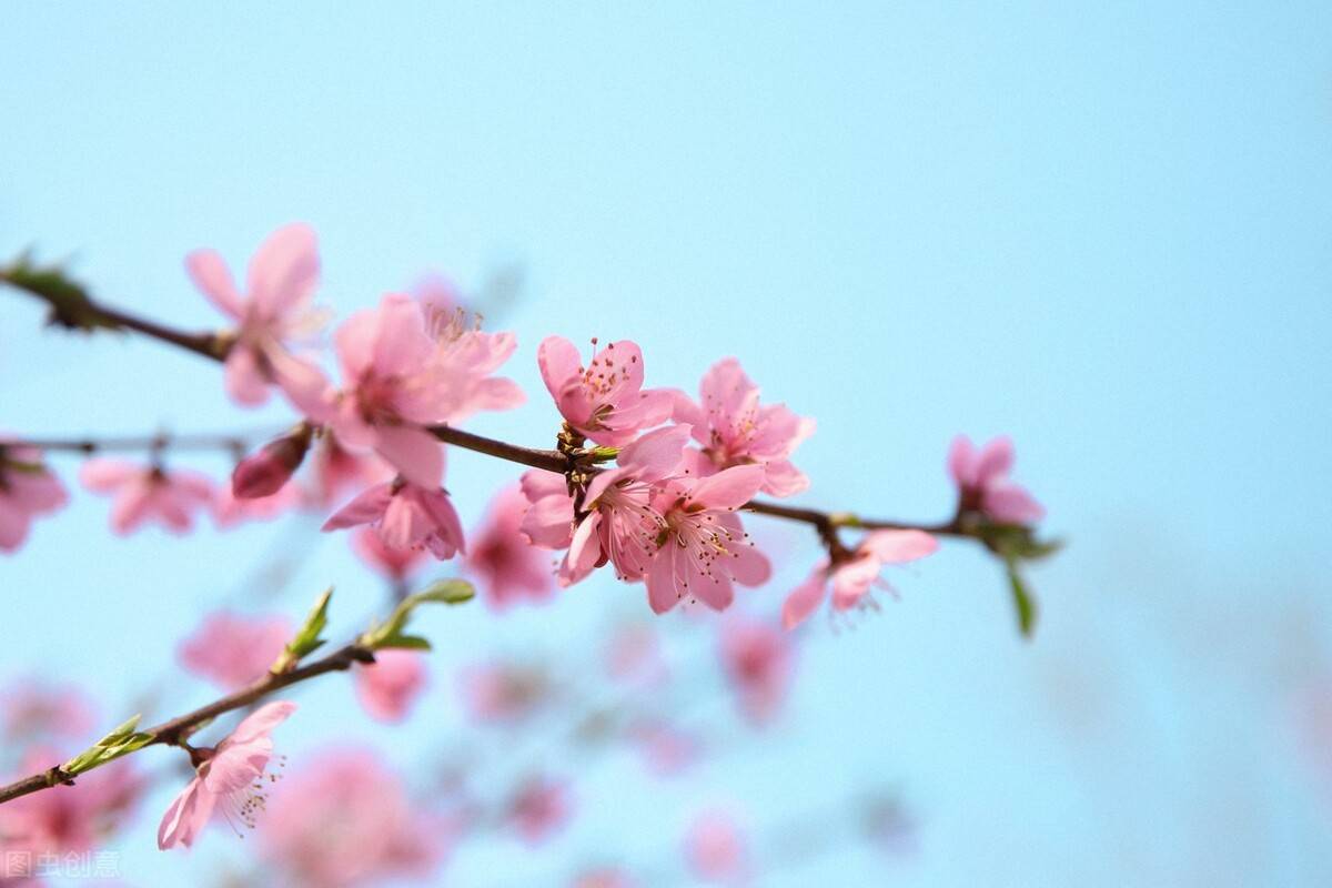 不同颜色的16朵玫瑰代表什么？