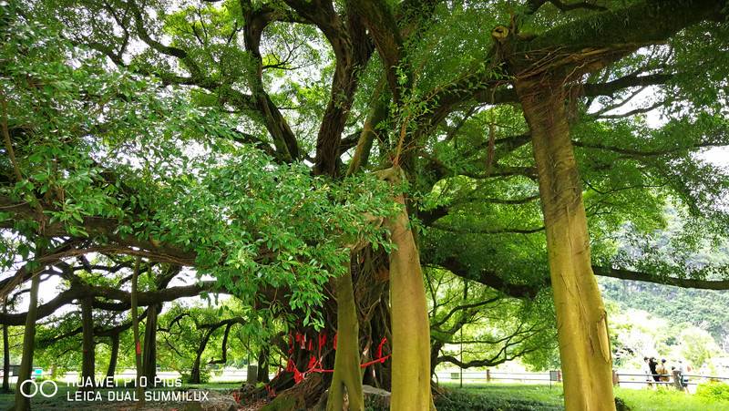 醉美桂林水、烟雨阳朔行（九）——漫游十里画廊