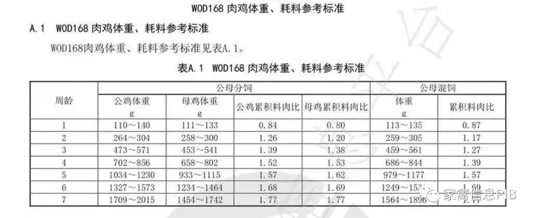 小白鸡三国争霸：817 VS 小优鸡VS 益生909，谁才是“战斗鸡”？