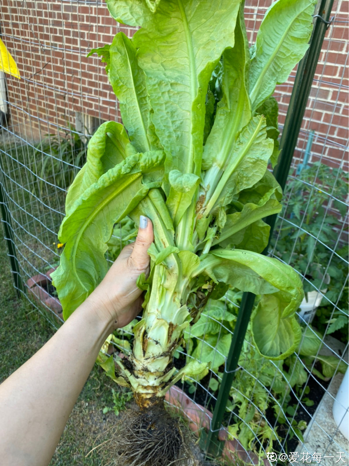 适合秋天种的10种蔬菜，现在播种，一个月上饭桌