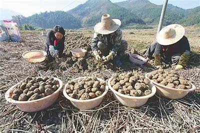 没钱没技术的农村人，如何能快速赚到钱，这里有几个不错的方法