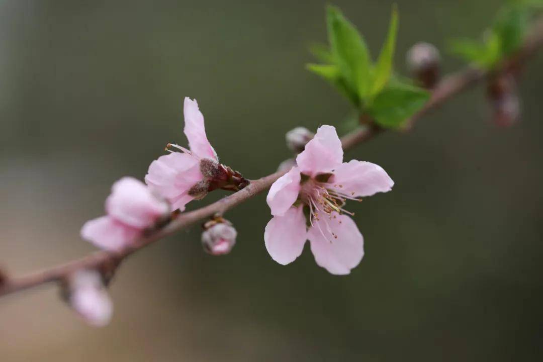 走，踏春！莆田那些正当时的赏花胜地……