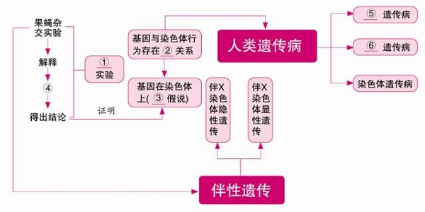 高中生物必修二知识框架图