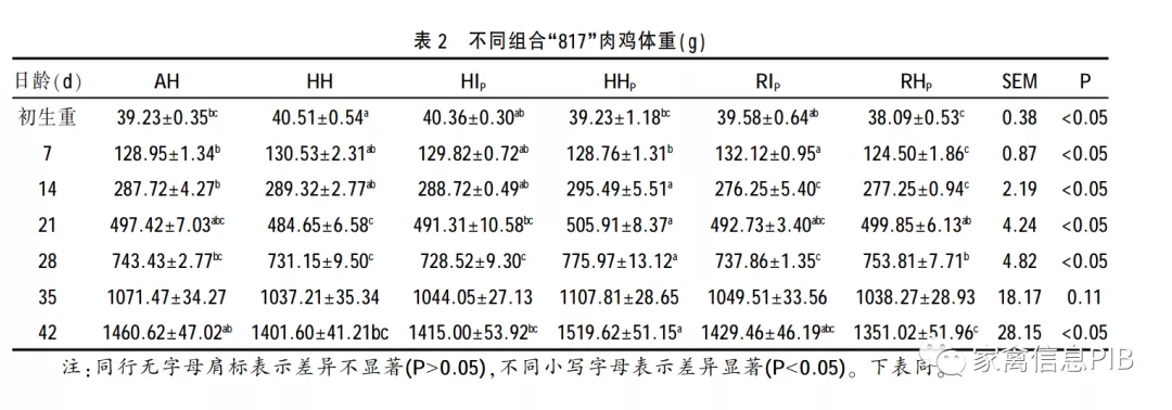 小白鸡三国争霸：817 VS 小优鸡VS 益生909，谁才是“战斗鸡”？