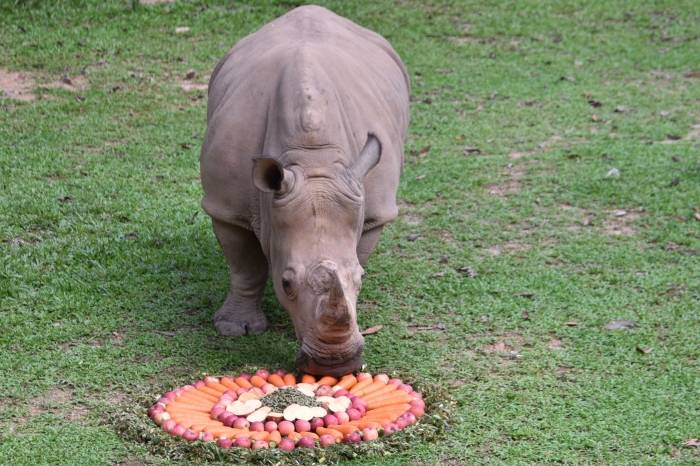 “世界犀牛日”深圳野生动物园犀牛享用美食大餐