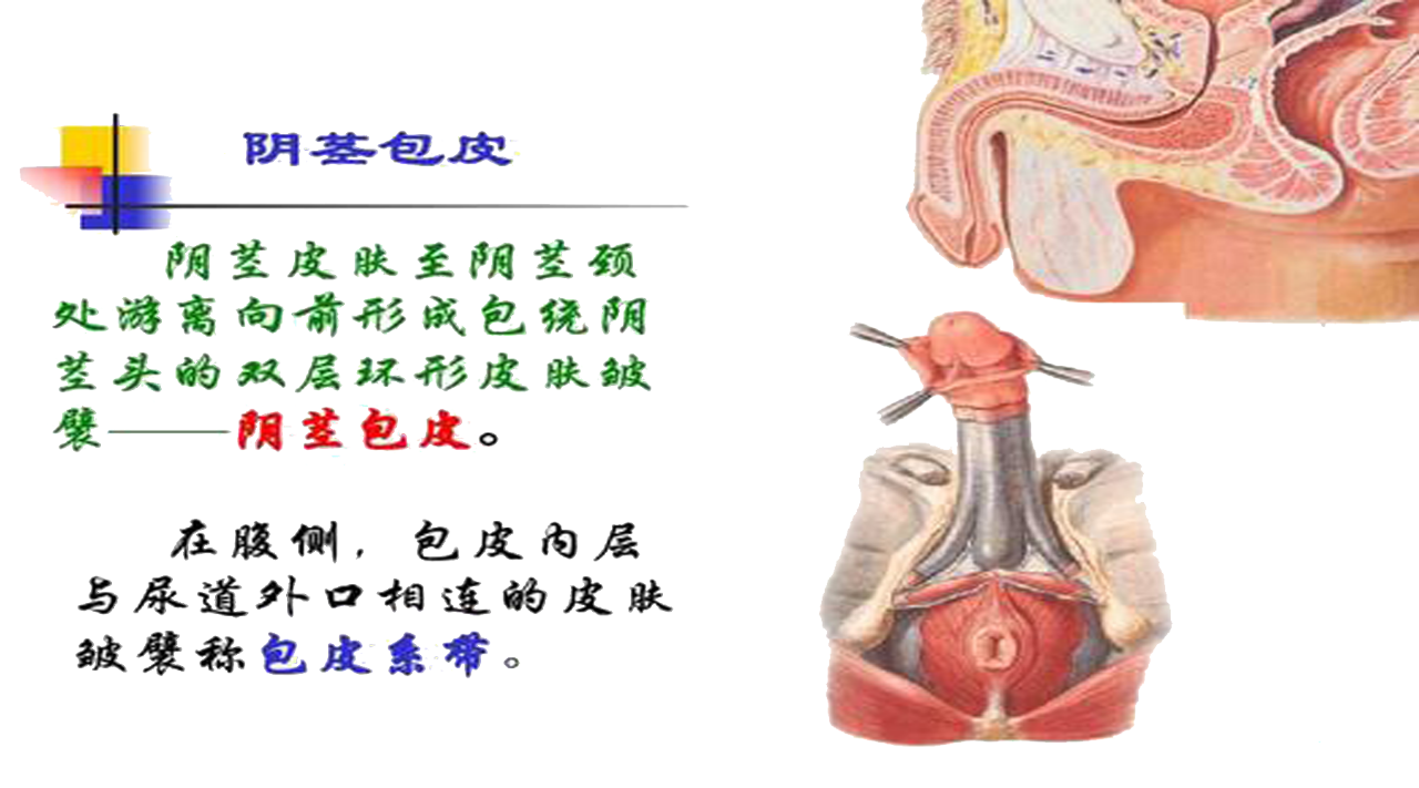 「男性健康」早泄有哪些症状，如何预防早泄呢？