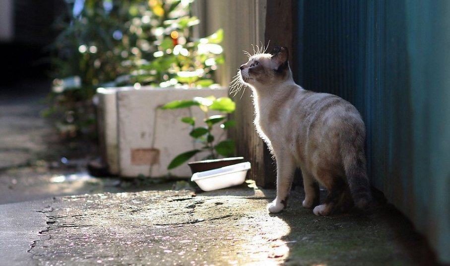 老祖宗直言：有这几个特征的猫，一定旺财旺家旺主人