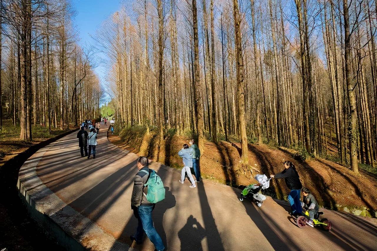 距离主城1h，重庆的第一波秋天藏在这里，建议收藏